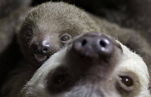 Cute And Funny Animals (40 pics)