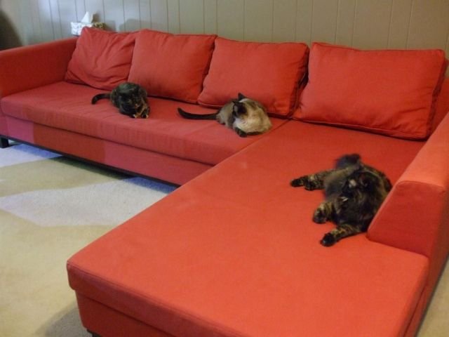 Cute And Funny Animals (40 pics)