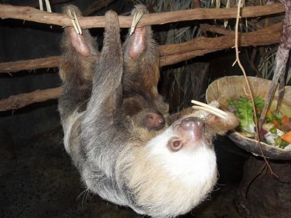 Cute And Funny Animals (40 pics)