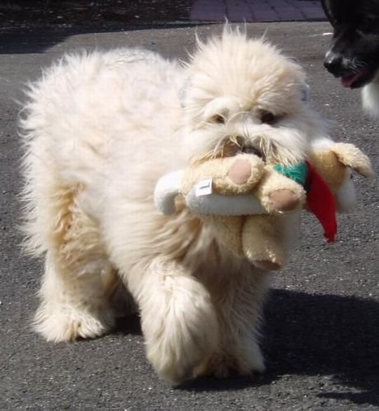 Cute And Funny Animals (40 pics)