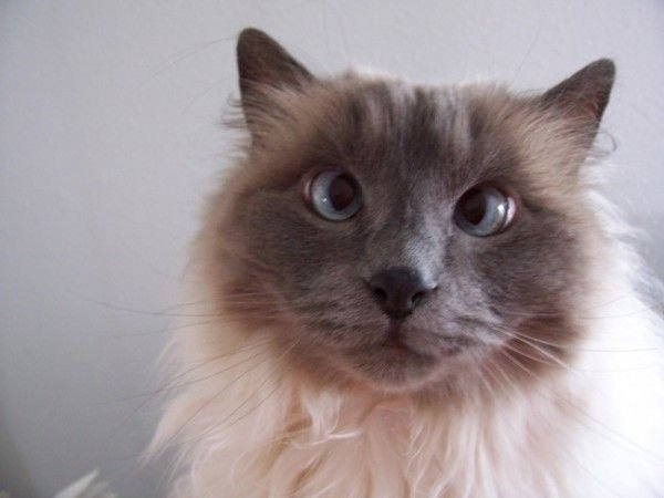 Cute And Funny Animals (40 pics)
