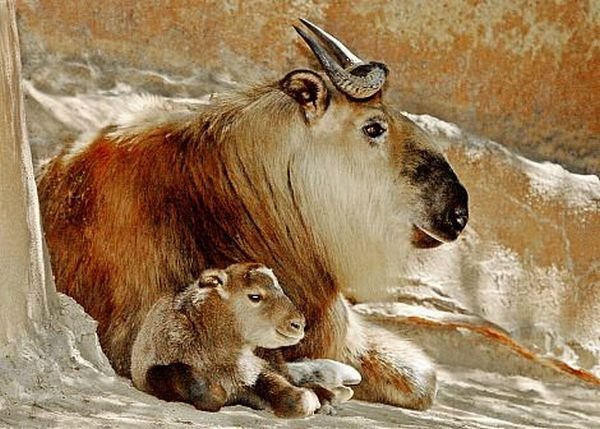 Cute And Funny Animals (40 pics)