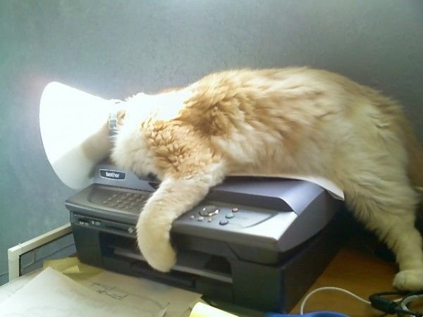 Cute And Funny Animals (40 pics)