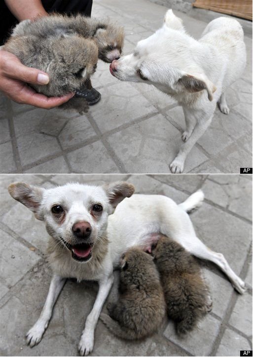 Cute And Funny Animals (40 pics)