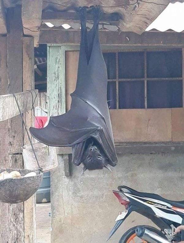 Giant Things (34 pics)