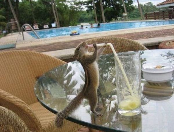 Cute And Funny Animals (40 pics)