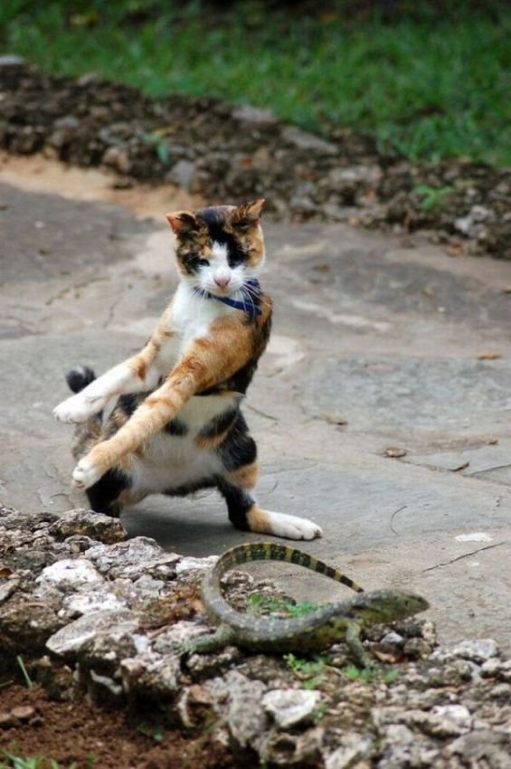 Cute And Funny Animals (40 pics)