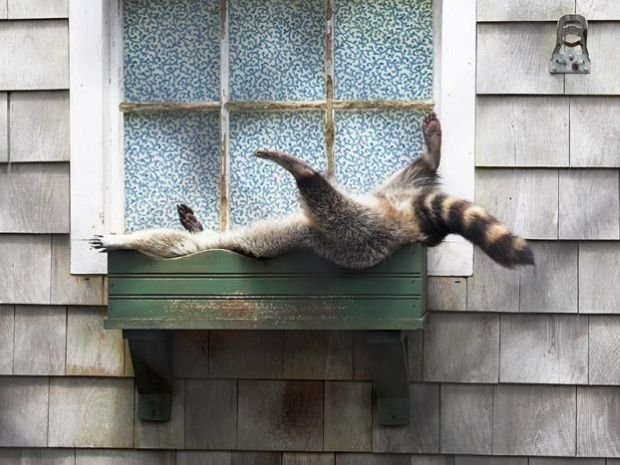 Cute And Funny Animals (40 pics)