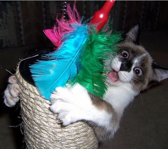 Cute And Funny Animals (40 pics)