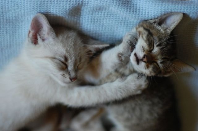 Cute And Funny Animals (40 pics)