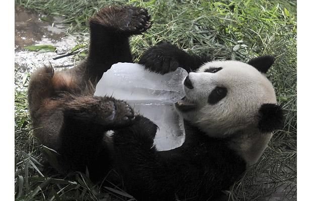 Cute And Funny Animals (40 pics)