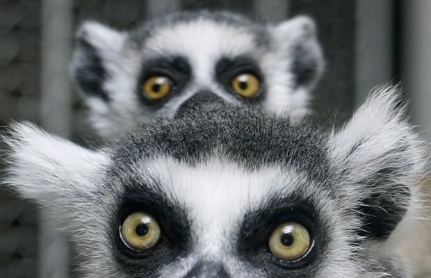 Cute And Funny Animals (40 pics)