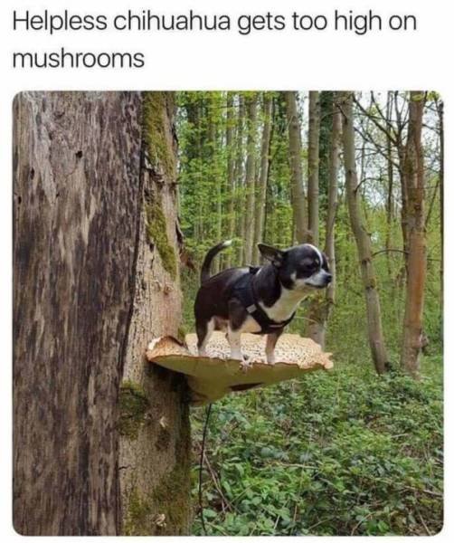 Funny Memes (44 pics) Funny Memes (44 pics)