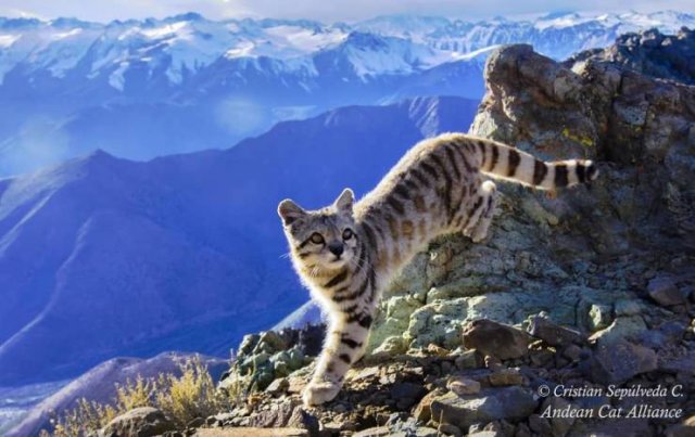 Interesting Finds And Discoveries (49 pics)