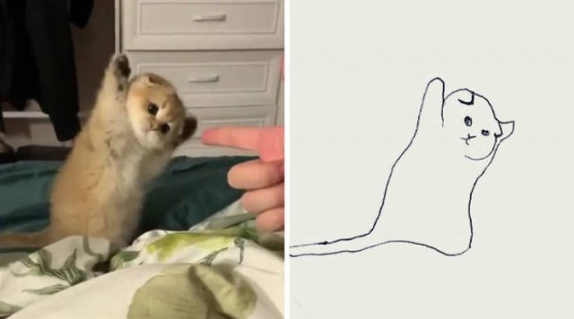 Funny But Poorly Drawn Animals (37 pics) Funny But Poorly Drawn Animals (37 pics)
