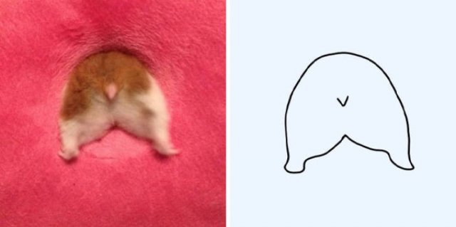 Funny But Poorly Drawn Animals (37 pics)