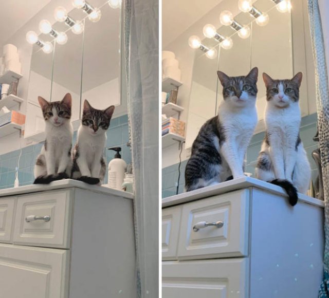 Interesting Comparisons (44 pics)