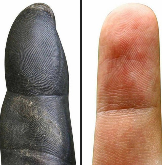 Interesting Comparisons (44 pics)
