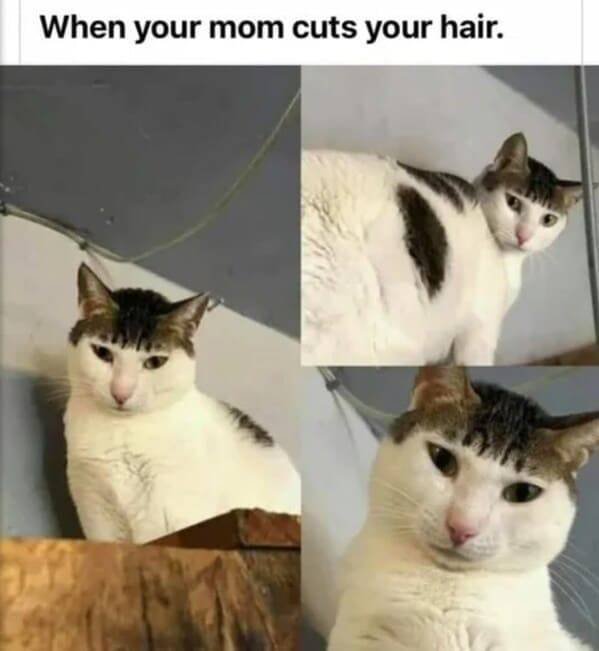 Funny Memes (43 pics)