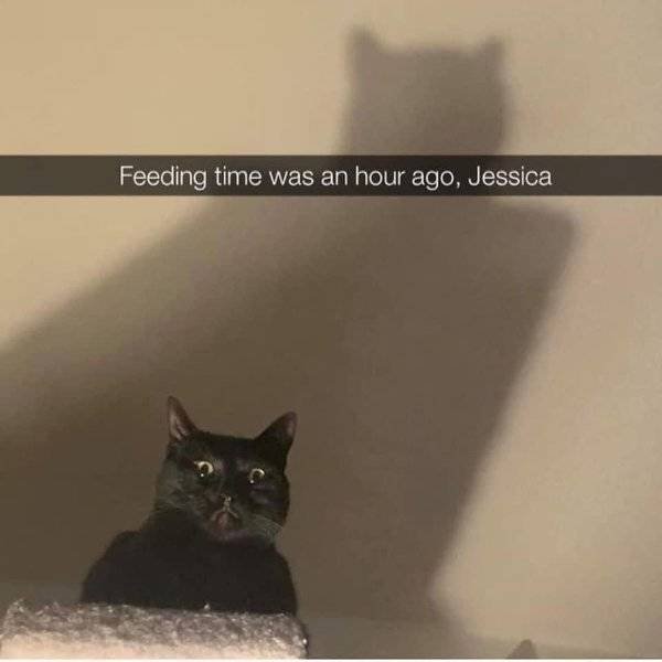 Funny Memes (43 pics)