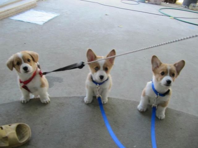 Funny Animals (39 pics)
