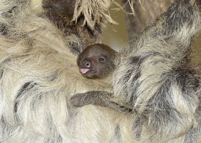 Funny Animals (39 pics)
