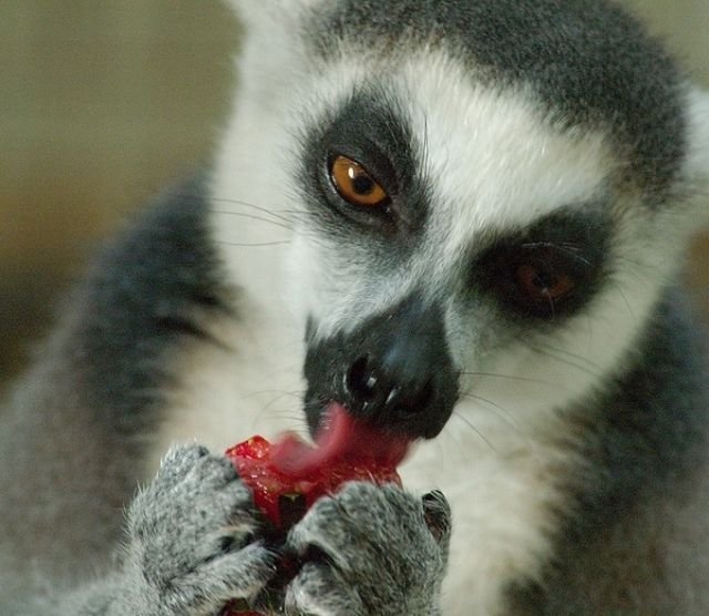 Funny Animals (39 pics)