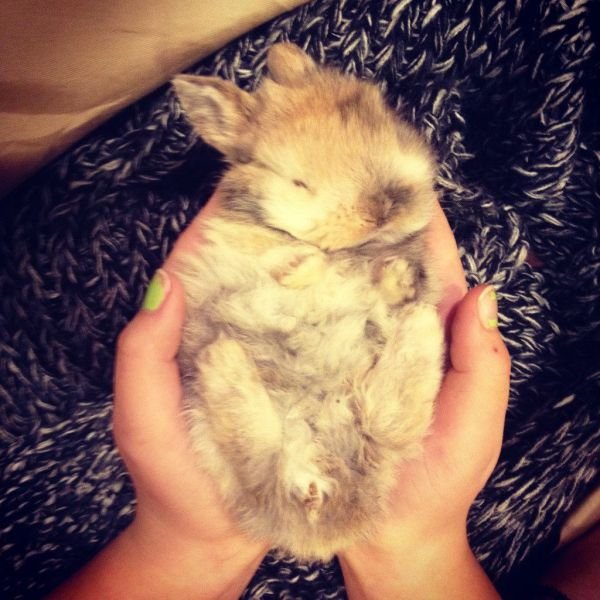 Funny Animals (39 pics)