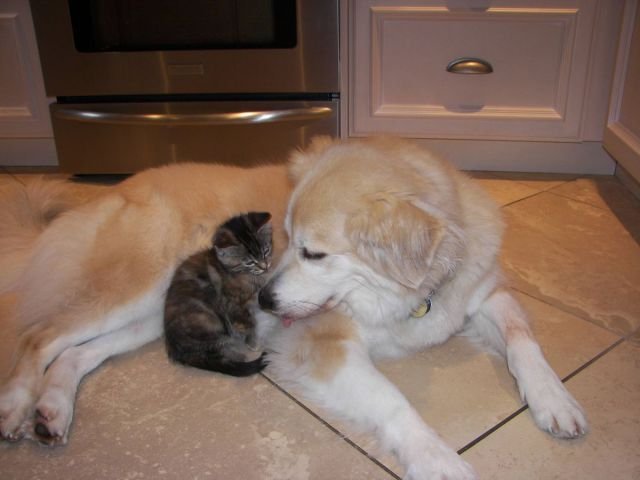 Funny Animals (39 pics)