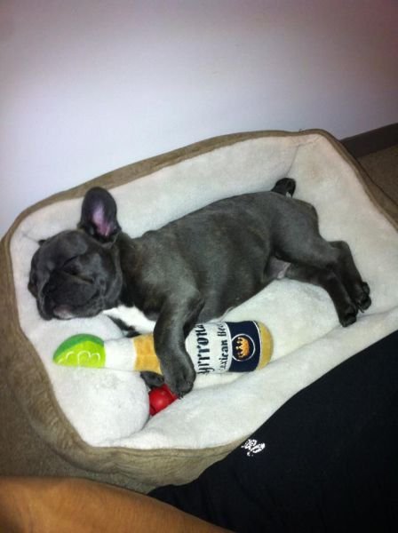 Funny Animals (39 pics)