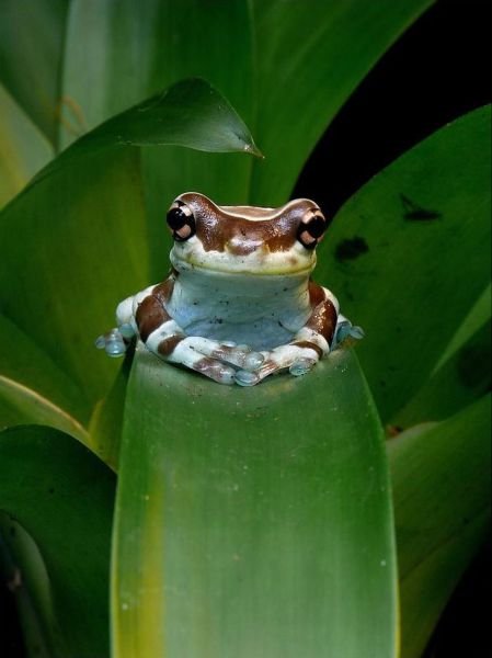Funny Animals (39 pics)