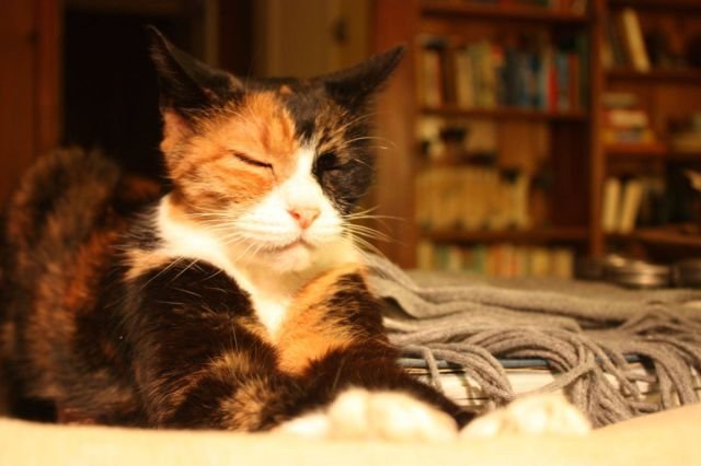 Funny Animals (39 pics)