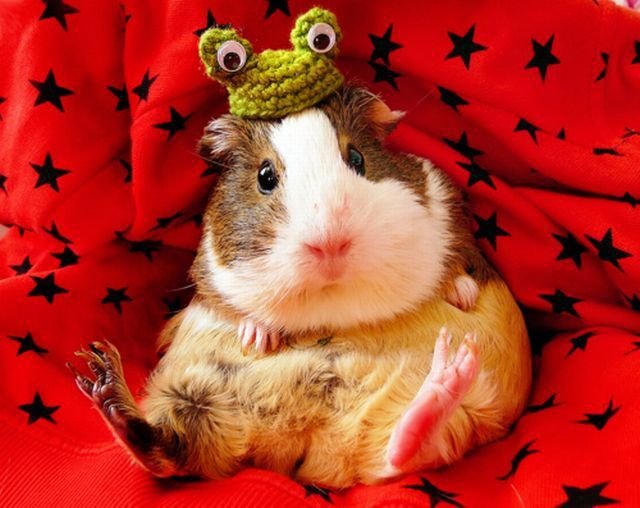Funny Animals (39 pics)