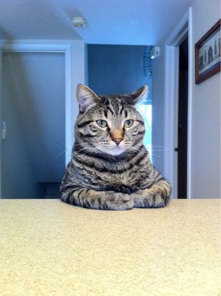 Funny Animals (39 pics)