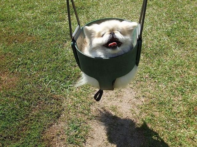 Funny Animals (39 pics)