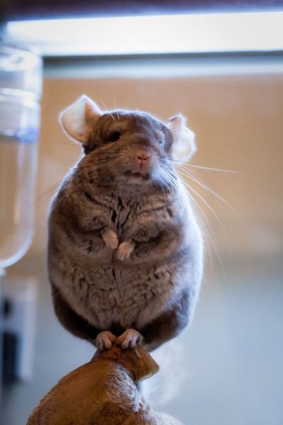 Funny Animals (39 pics)