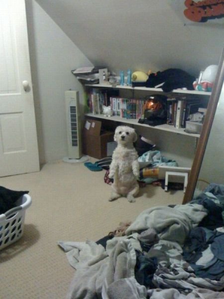 Funny Animals (39 pics)