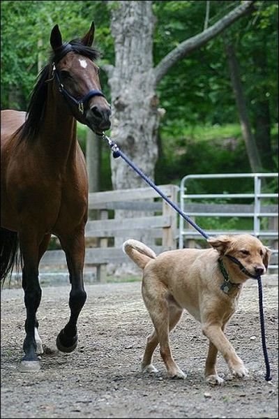 Funny Animals (39 pics)