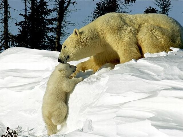 Funny Animals (39 pics)