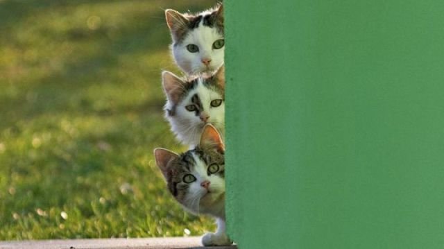 Funny Animals (39 pics)
