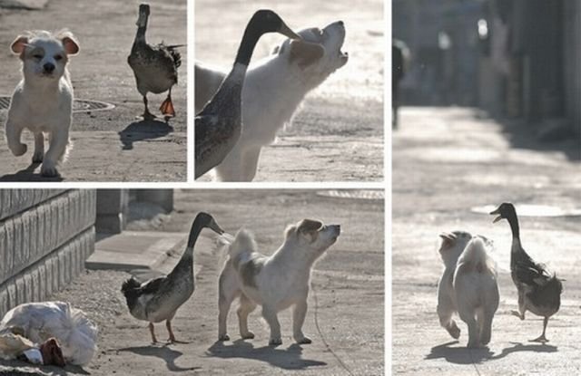 Funny Animals (39 pics)