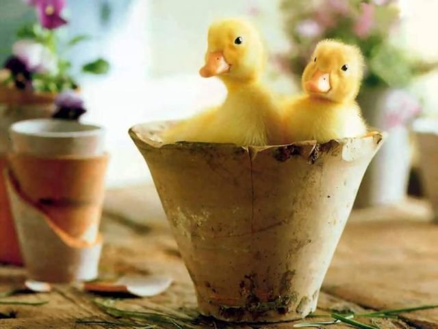 Funny Animals (39 pics)