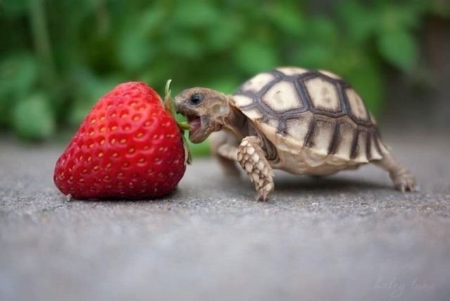 Funny Animals (39 pics)