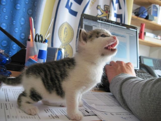 Funny Animals (39 pics)
