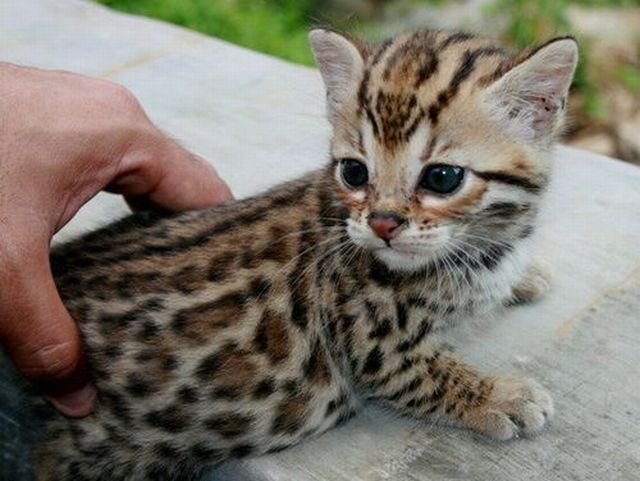 Funny Animals (39 pics)