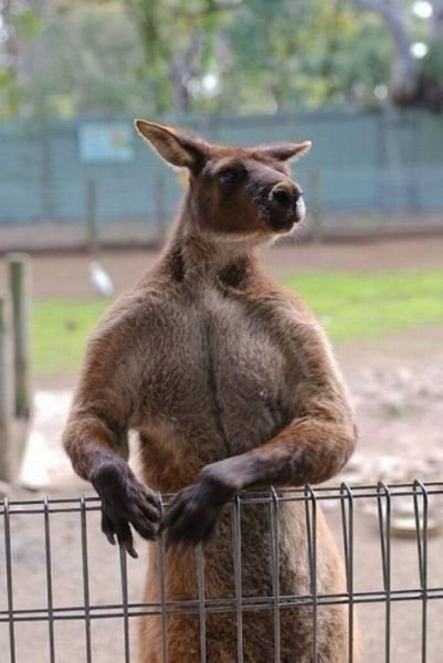 Funny Animals (39 pics)