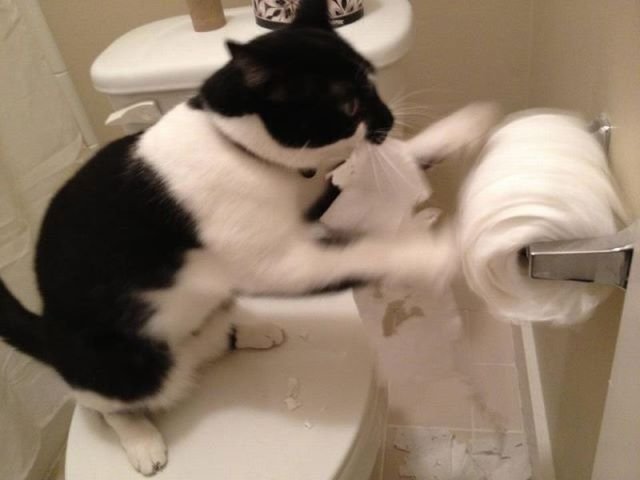 Funny Animals (39 pics)