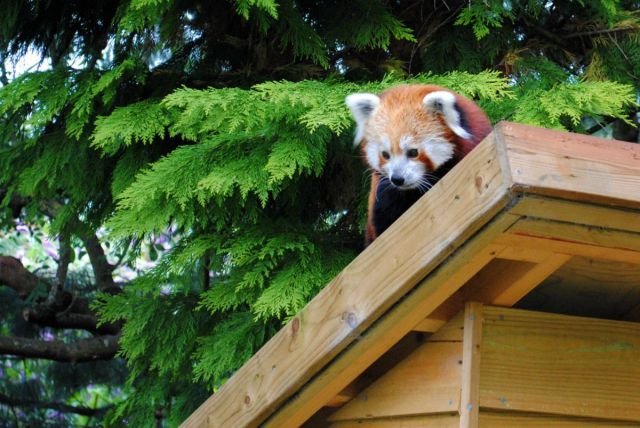 Funny Animals (39 pics)
