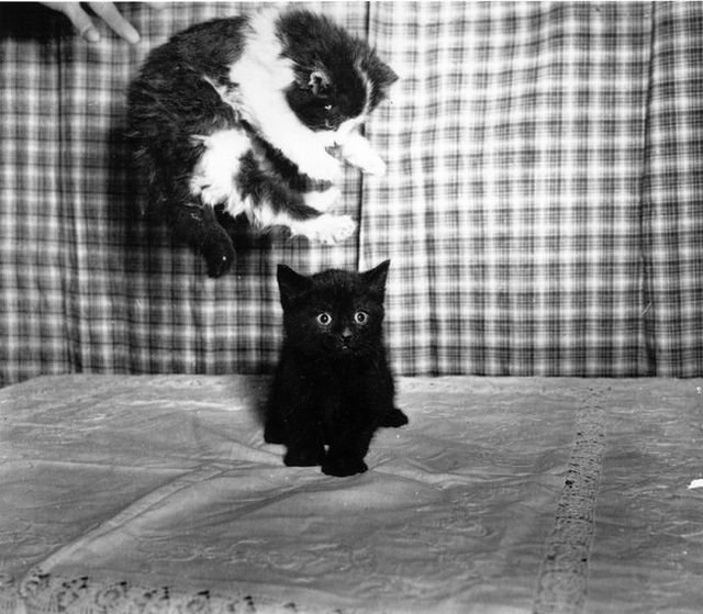 Funny Animals (39 pics)