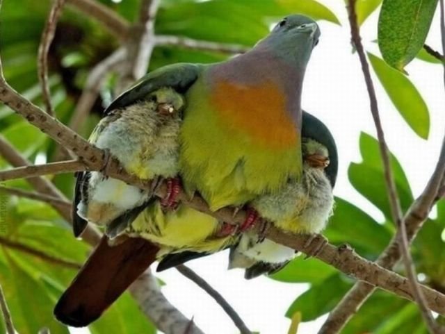 Funny Animals (39 pics)